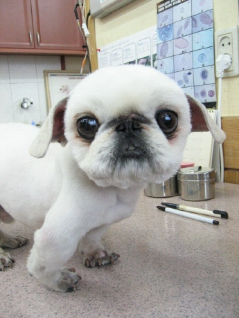 [D06-018관] 페키니즈 난이 = 정순주님께 입양완료