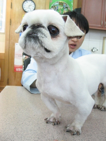 [D06-018관] 페키니즈 난이 = 정순주님께 입양완료