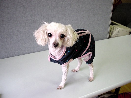 [D06-007외] 말라뮷+허스키? 탄이 = 이예준,정근철님께 입양완료