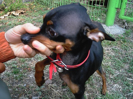 [D06-020관] 미니핀 깜이 = 이숙영님께 입양완료