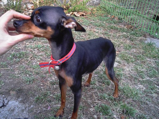 [D06-020관] 미니핀 깜이 = 이숙영님께 입양완료