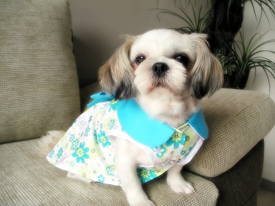 [D06-021관] 농장시츄 시리즈 - 애교쟁이 가을이 = 김은실님께 입양완료