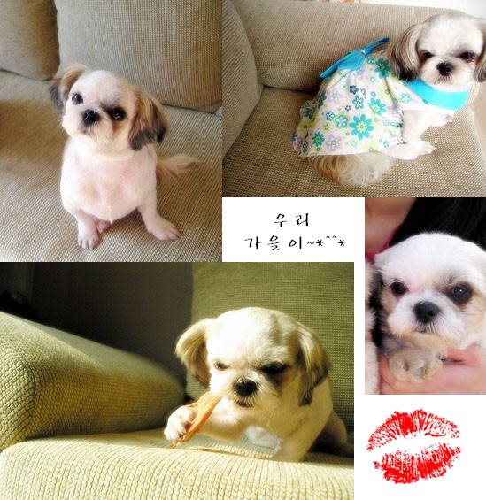 [D06-021관] 농장시츄 시리즈 - 애교쟁이 가을이 = 김은실님께 입양완료