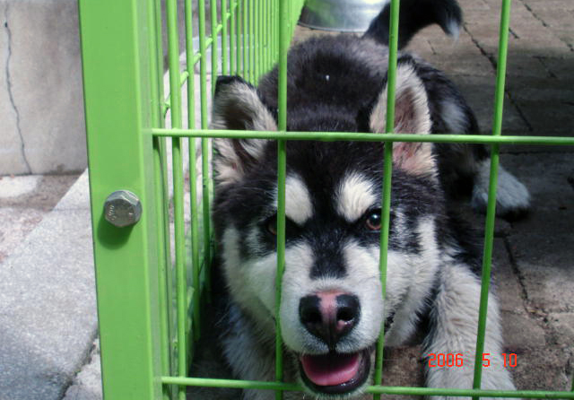 [D06-022관] 허스키 한비