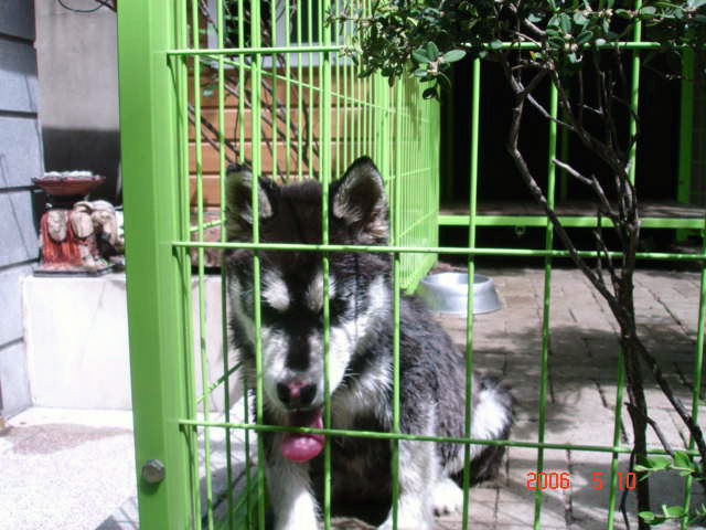 [D06-022관] 허스키 한비