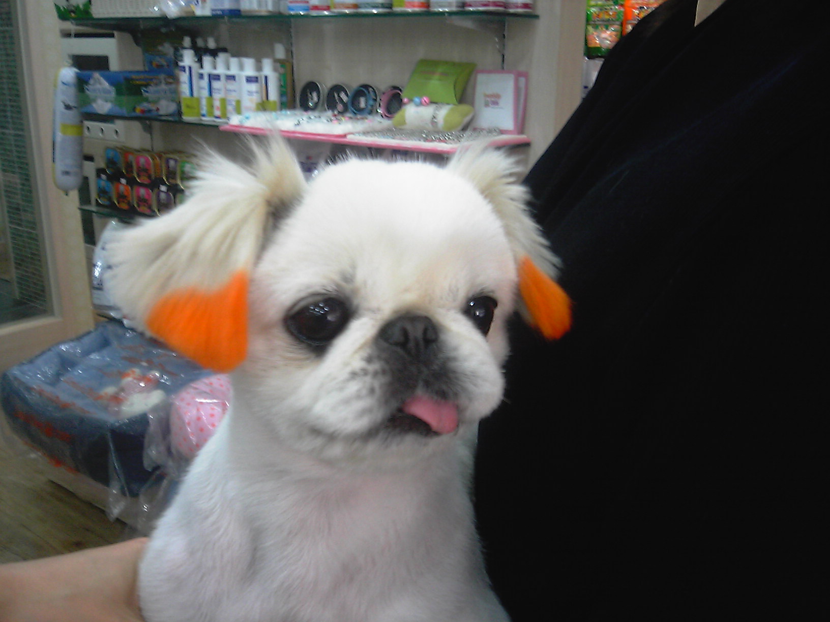 [D06-008외] 페키니즈 꼬모 = 입양완료(올리브병원에서 그냥 키우신다고)