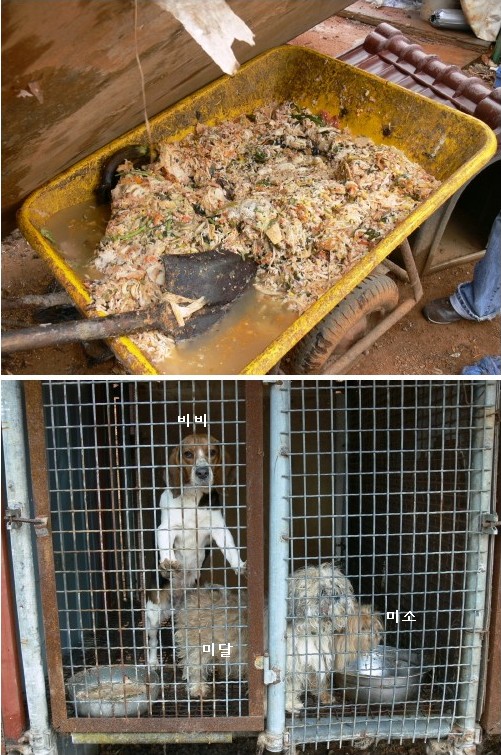 [D06-024관] 시흥출신 미달이=입양완료!!