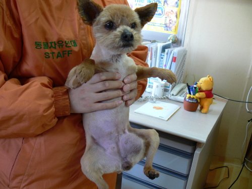 [D06-025관] 요키 미소 = 김동훈님께 입양완료