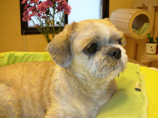 [D06-025관] 말티즈 미니 = 이옥경 회원님께 입양완료