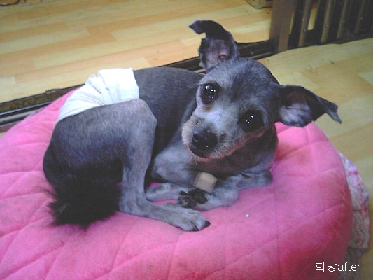 [D06-028관] =이지영님께 입양완료!!