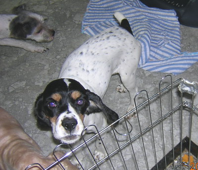 [D06-033관] 코카 토담이