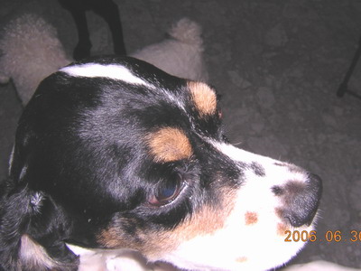 [D06-033관] 코카 토담이