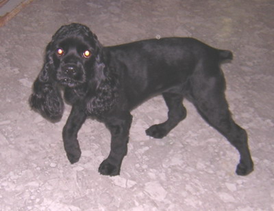 [D06-034관] 블랙코카 깜코