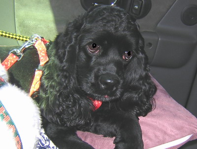 [D06-034관] 블랙코카 깜코