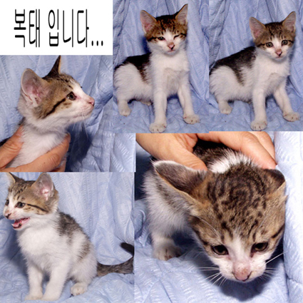 간사님....동물입양란에 이녀석(고양이)도 올려주세요  ㅠㅠ