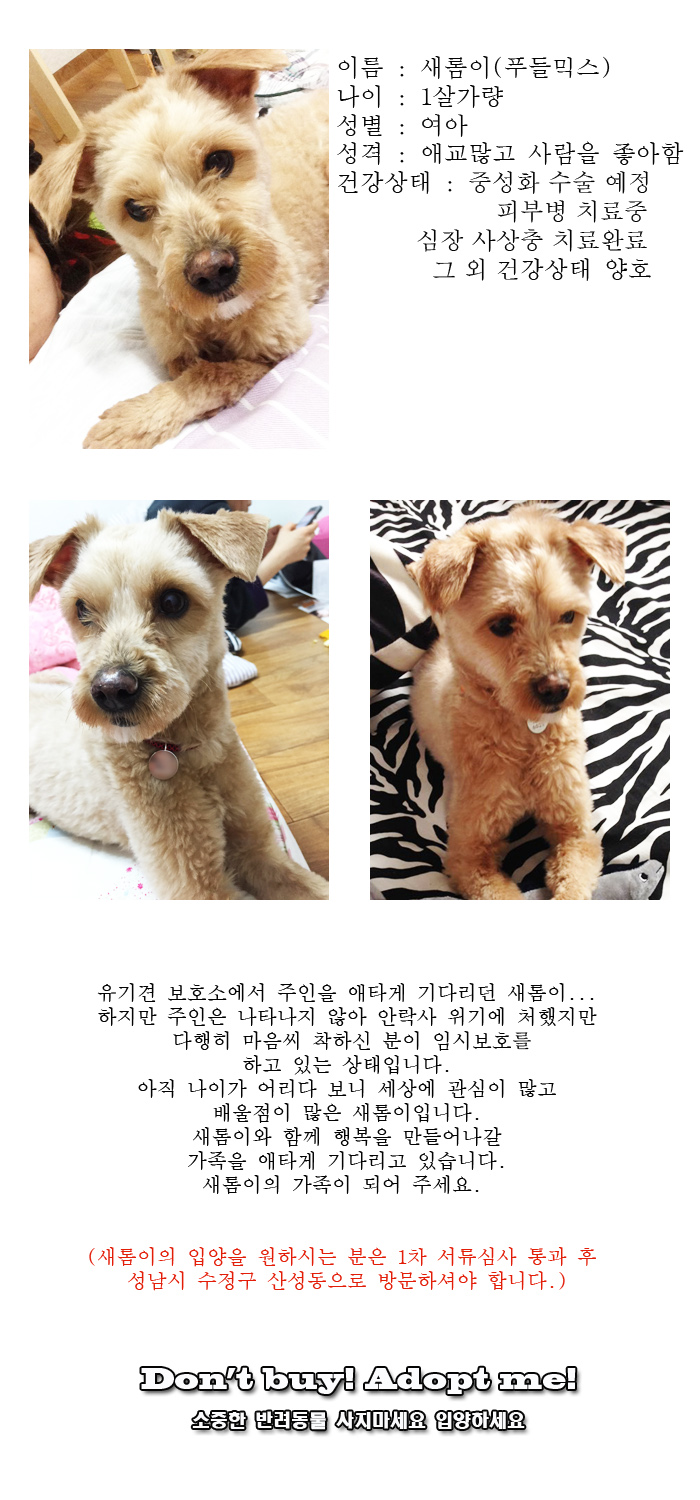 [D16-04관외]안락사 위기에서 구조 된 새롬이