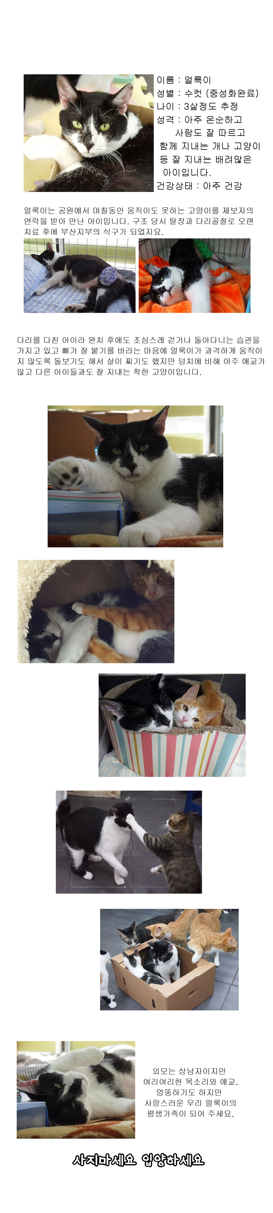 [DB15-09관]겉모습과 다르게 마음이 온순한 <얼룩이>