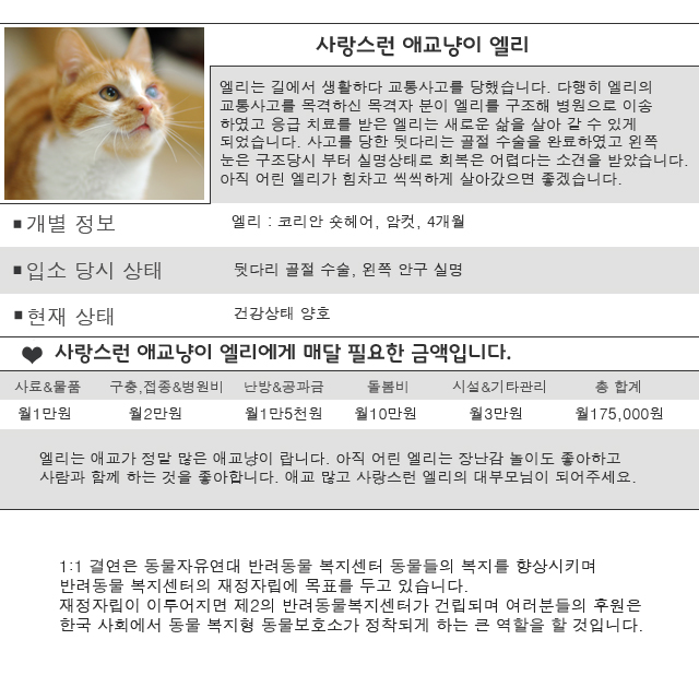 사랑스런 애교냥이 엘리~~~