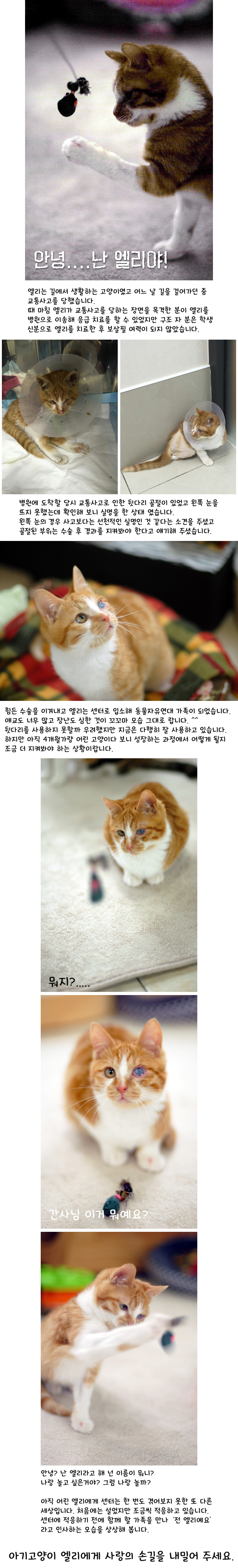 사랑스런 애교냥이 엘리~~~