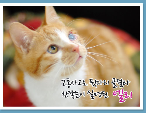 사랑스런 애교냥이 엘리~~~