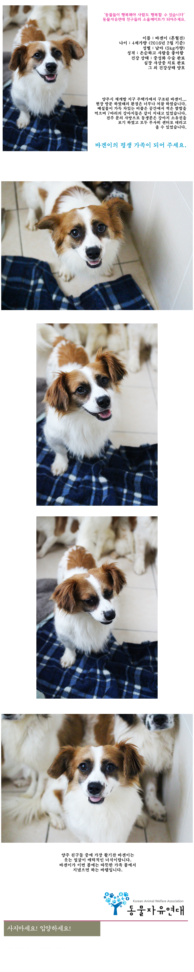 [D16-09관]양주 재개발 주택가에서 구조된 바겐이