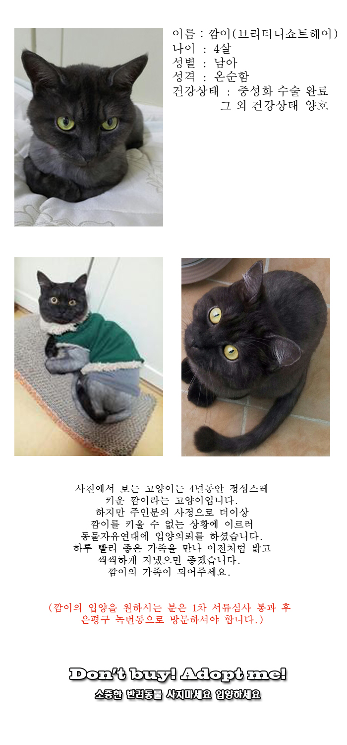 [D16-06관외]주인분의 사정으로 새로운 가족을 찾는 깜이