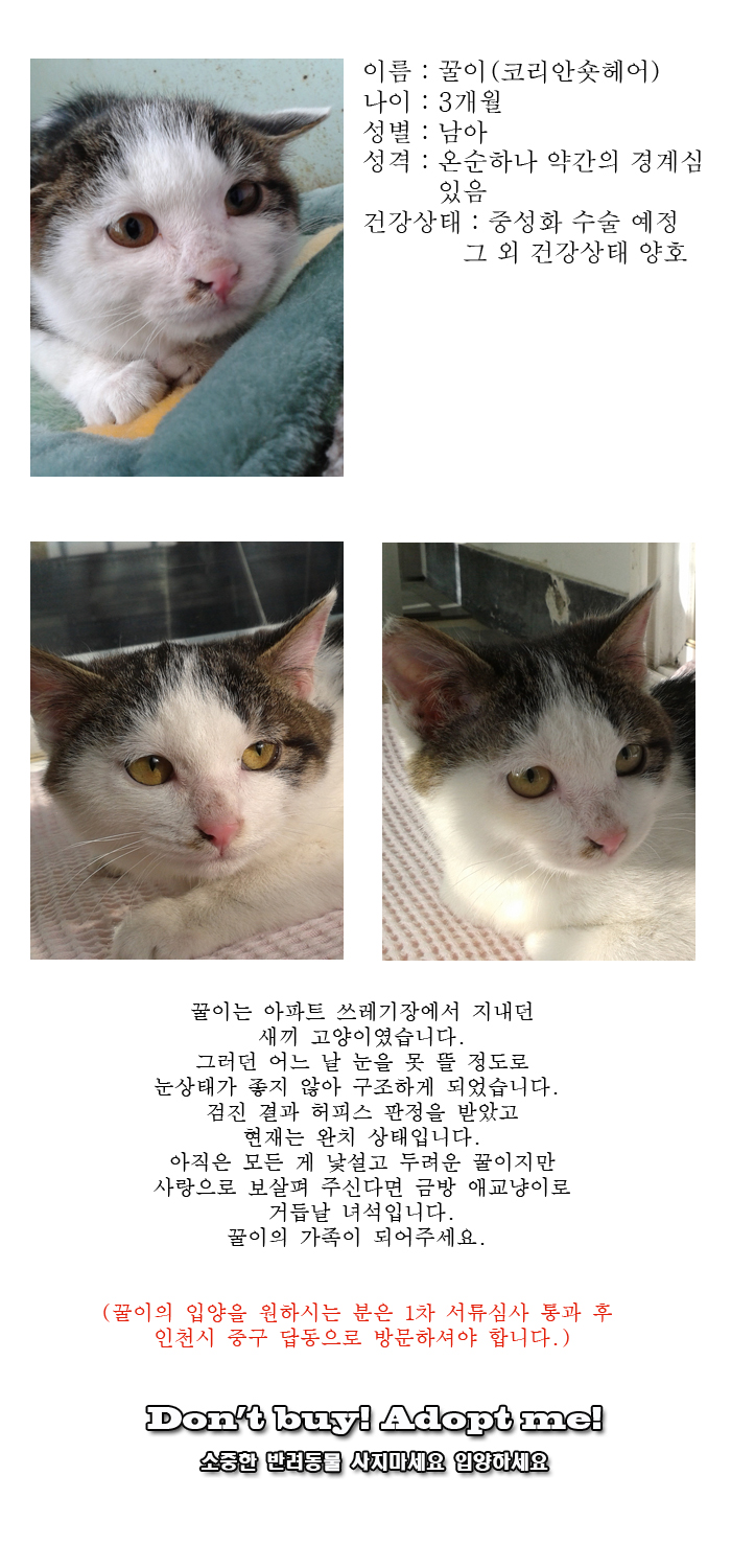 [D16-07관외]아파트 쓰레기장에서 지내던 꿀이 (입양 진행중)