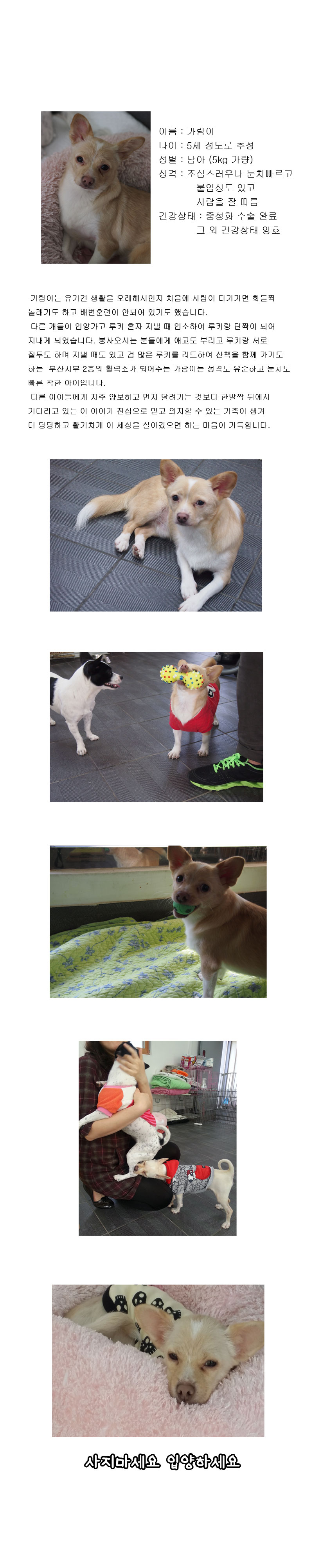 [DB14-15관]양보를 잘하는 선량한 눈빛의 <가람이>