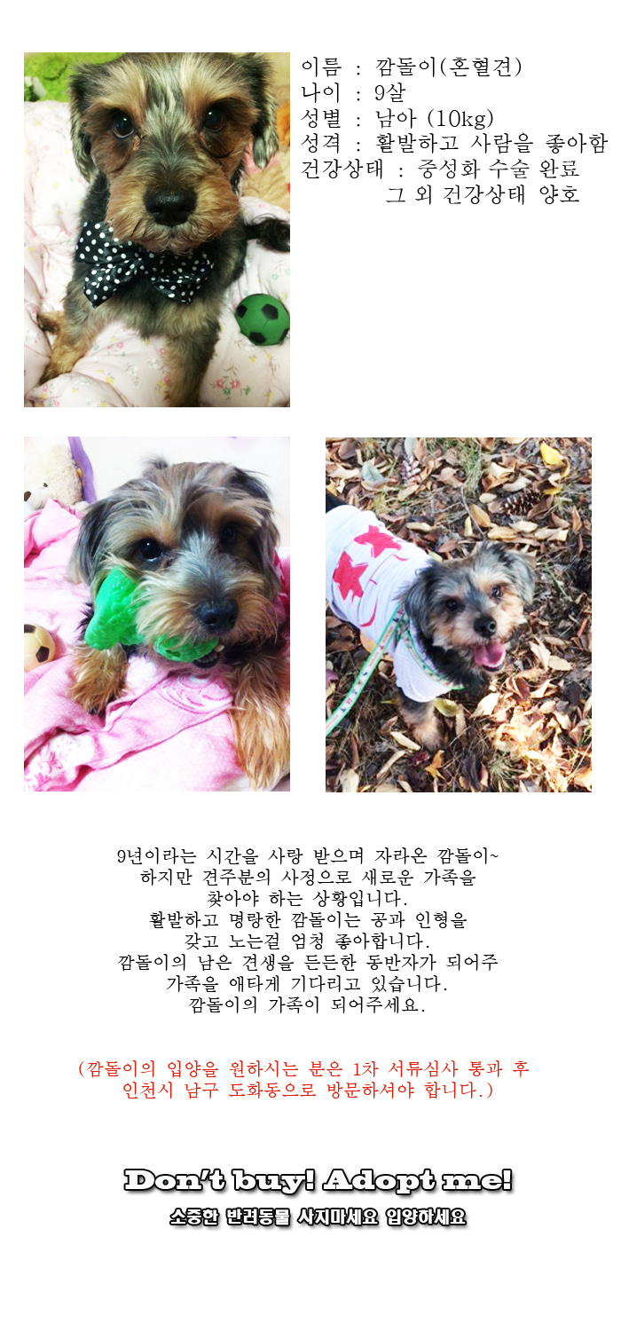 [D16-08관외]새로운 가족을 찾는 깜돌이