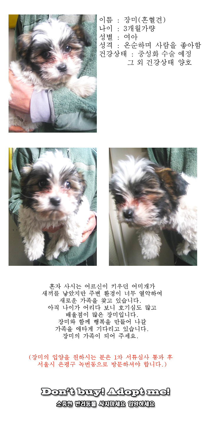 [D16-09관외]환경이 열악하여 새로운 가족을 찾는 장미