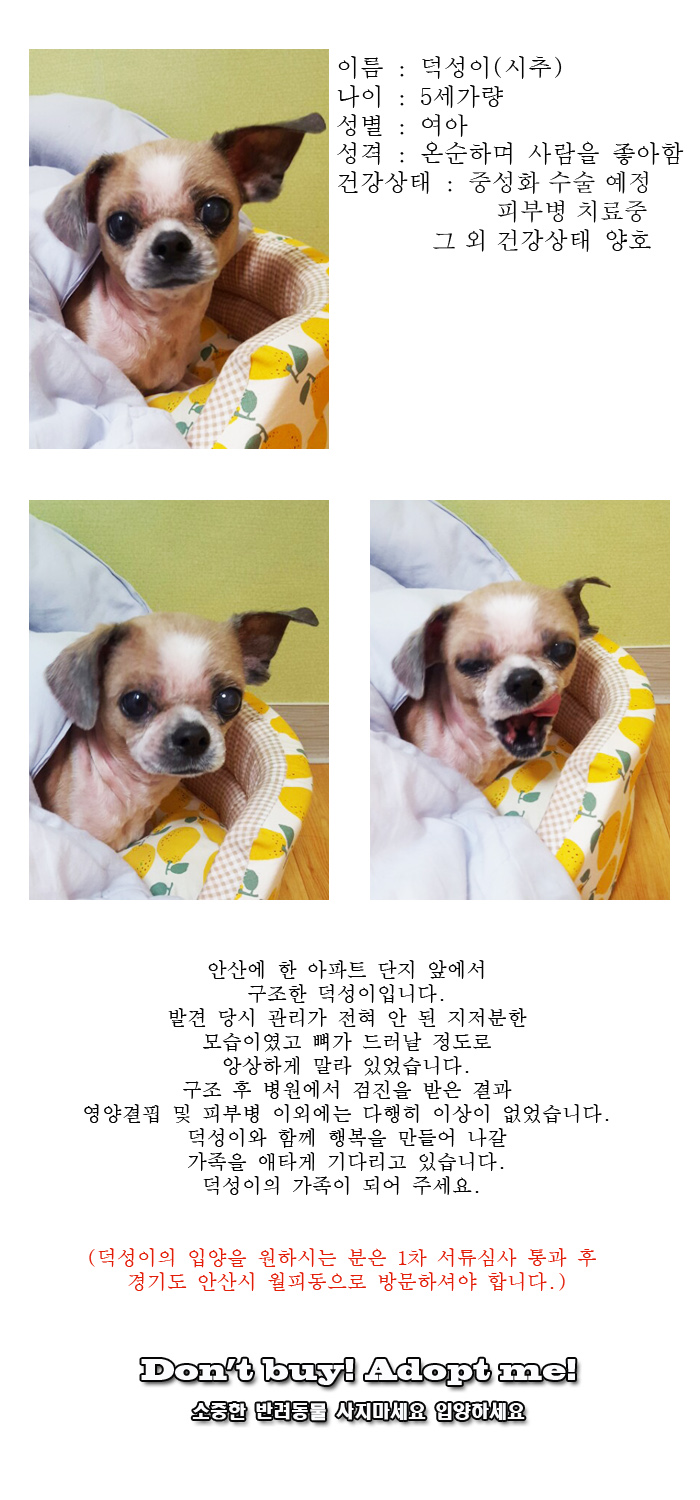 [D16-10관외]아파트 단지에서 배회하던 덕성이