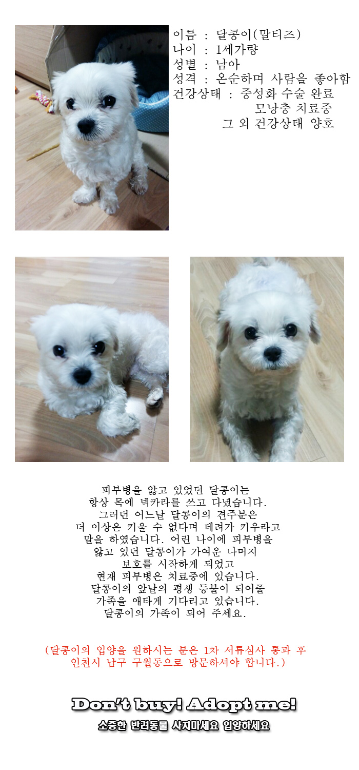 [D16-11관외]피부병을 앓고 있던 달콩이