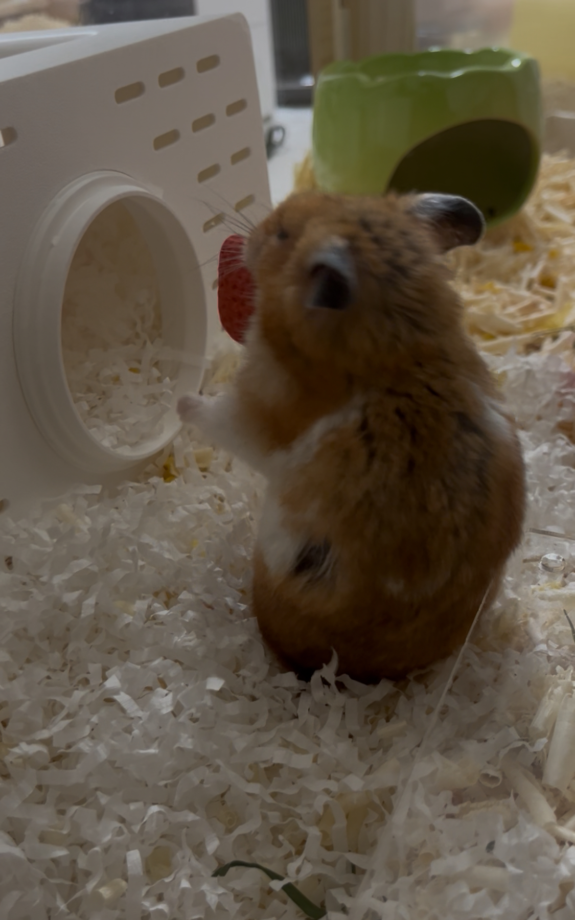 할배햄이 된 온햄이