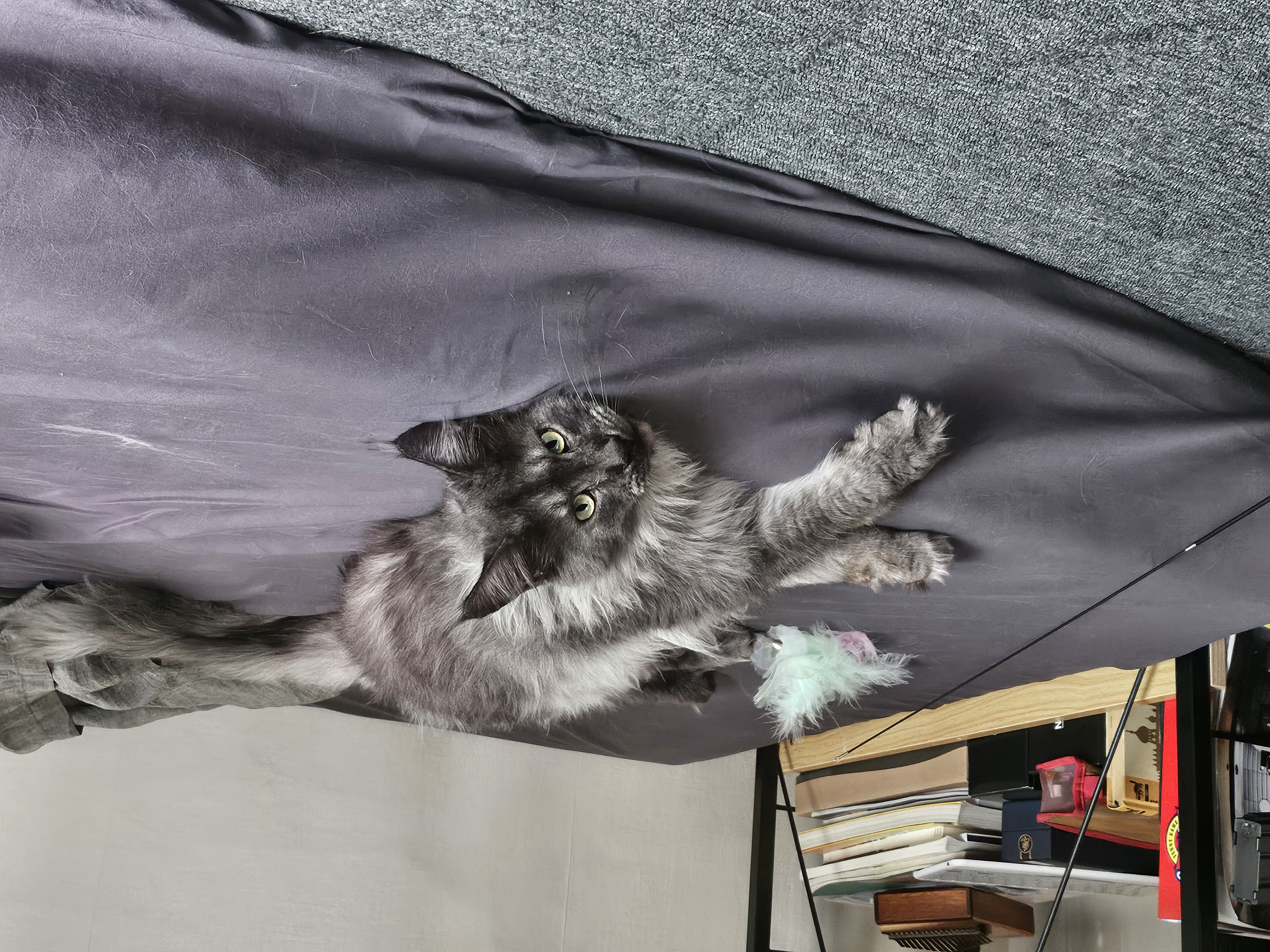 꾼이 입양 한달차