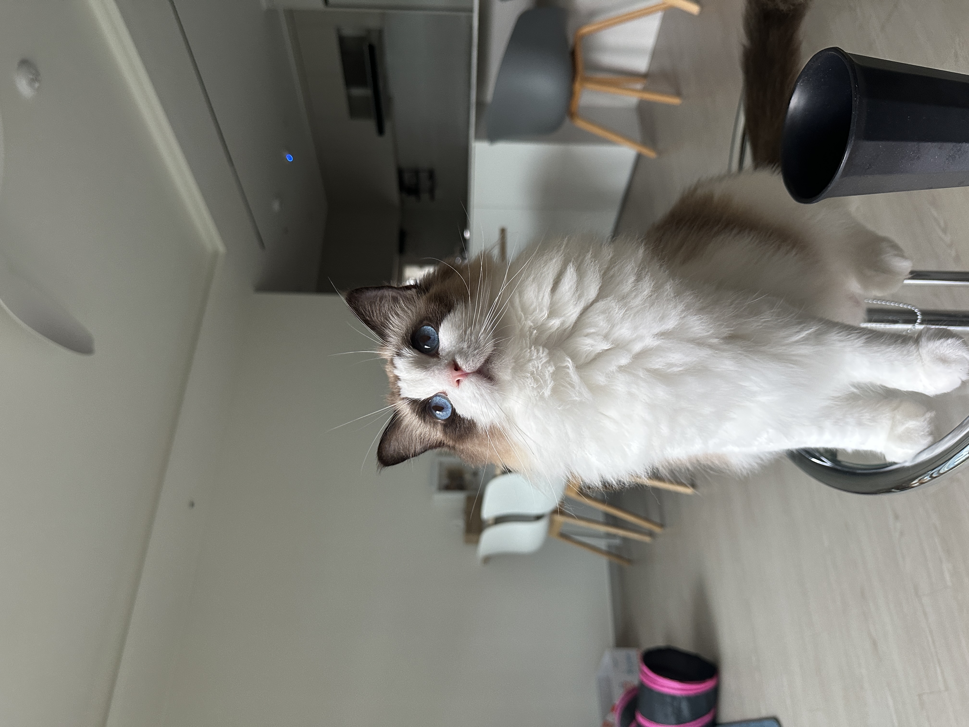 구 라푼젤 현 라라 1주일 입양기 feat. 현 샤샤 구 에리얼