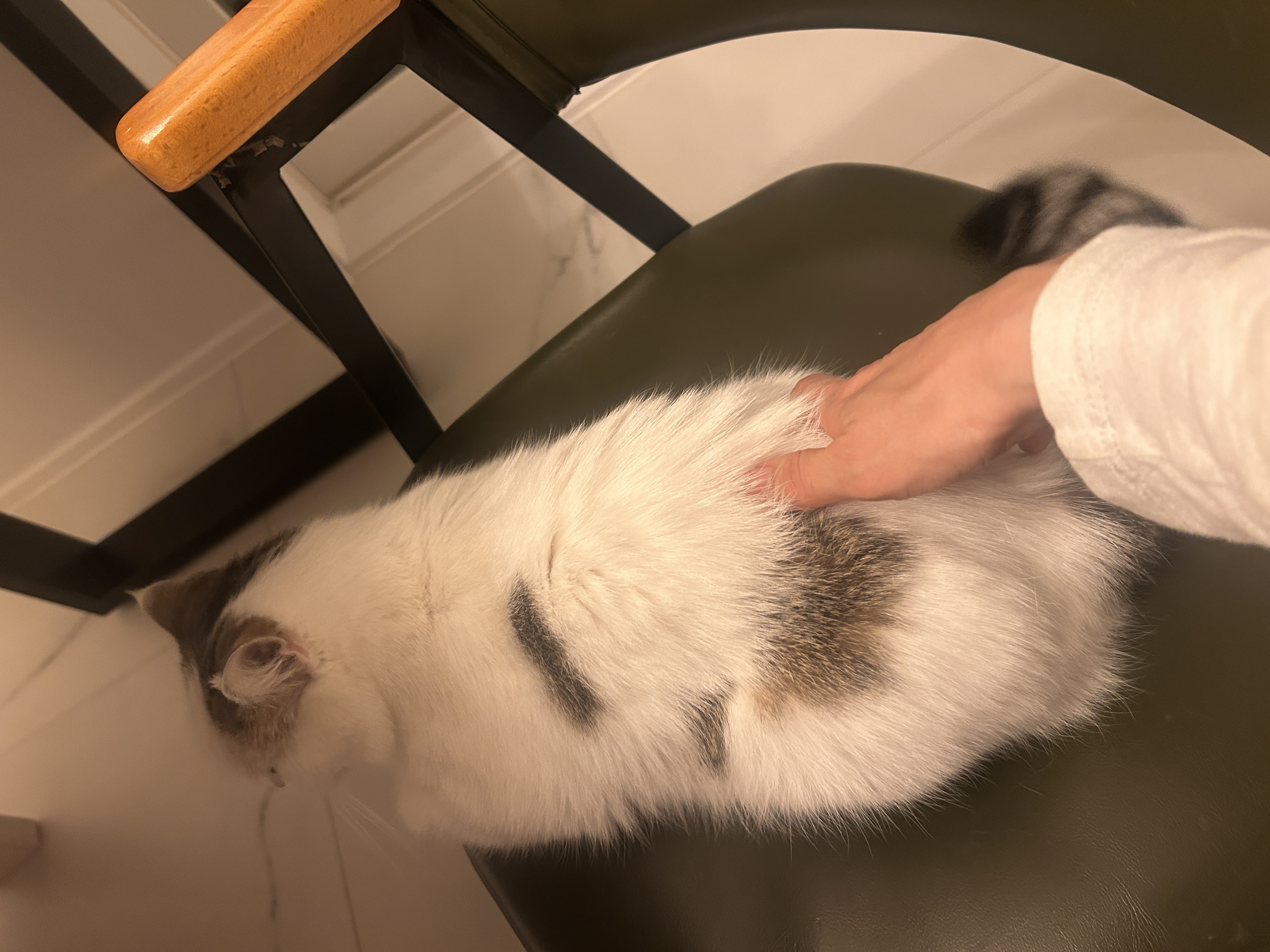 동엽이(행운이),살랑이(루리) 같이 지낸지 2년째