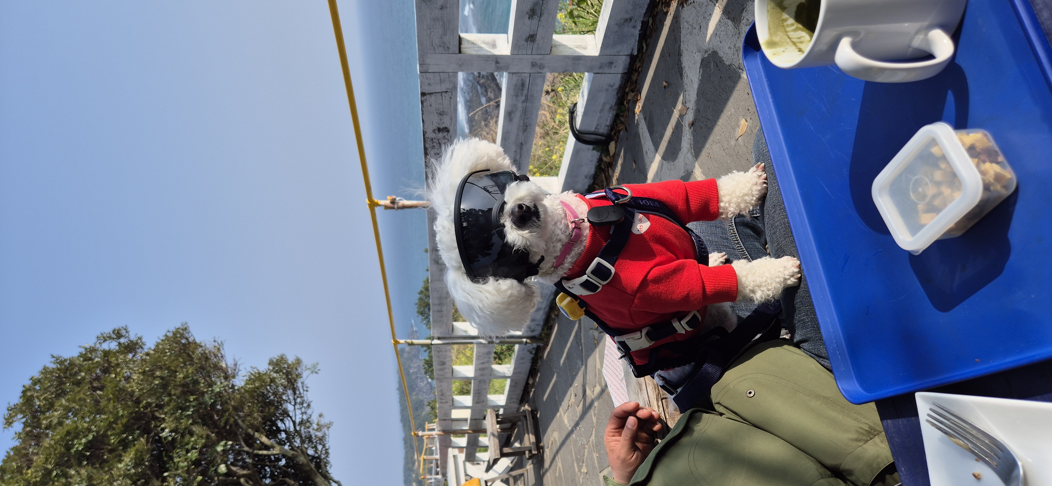 다온(푸양이) & 누림(양이) 잘 놀고 있습니다