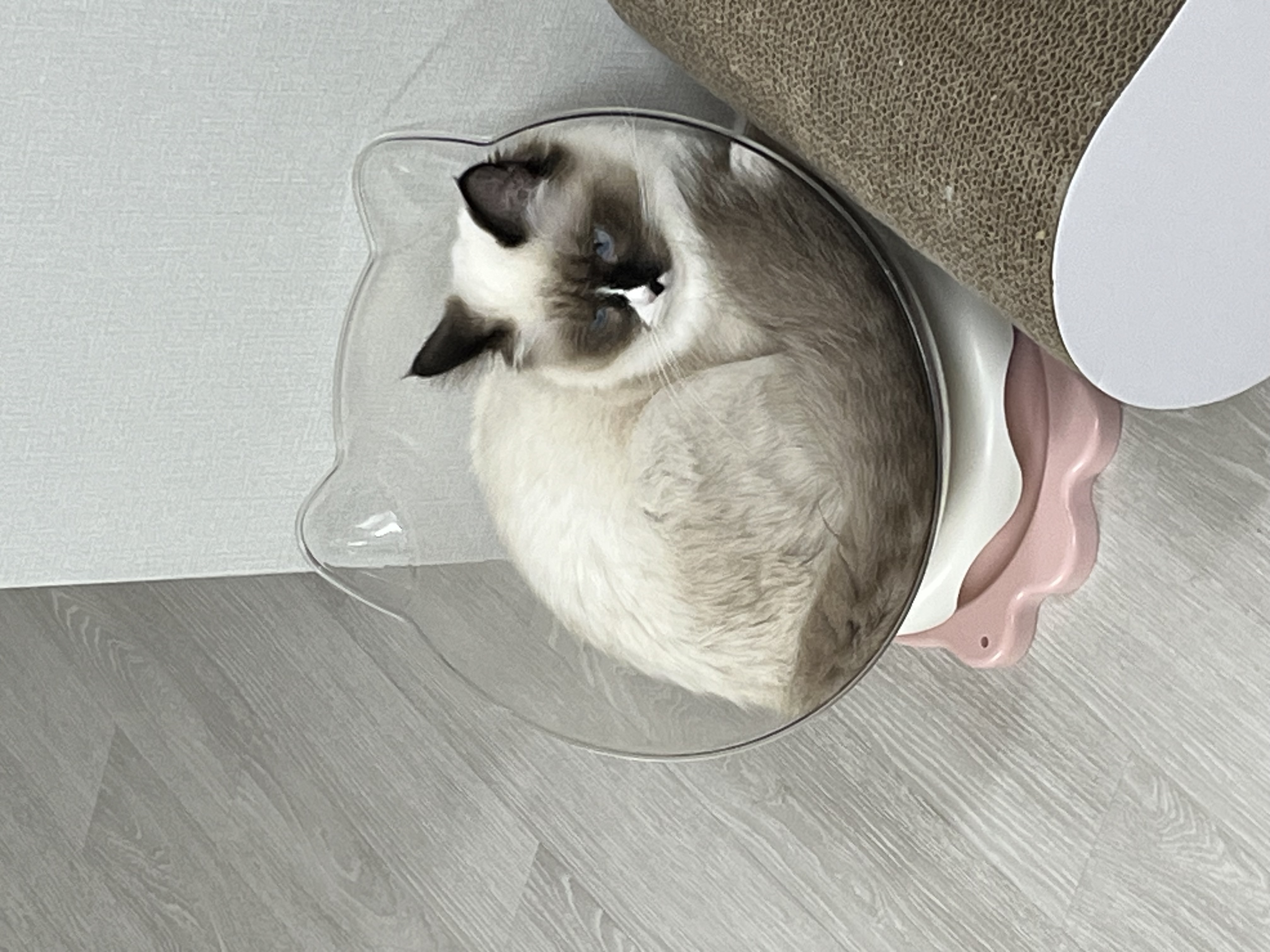 나는 산호 청소년 고양이에요