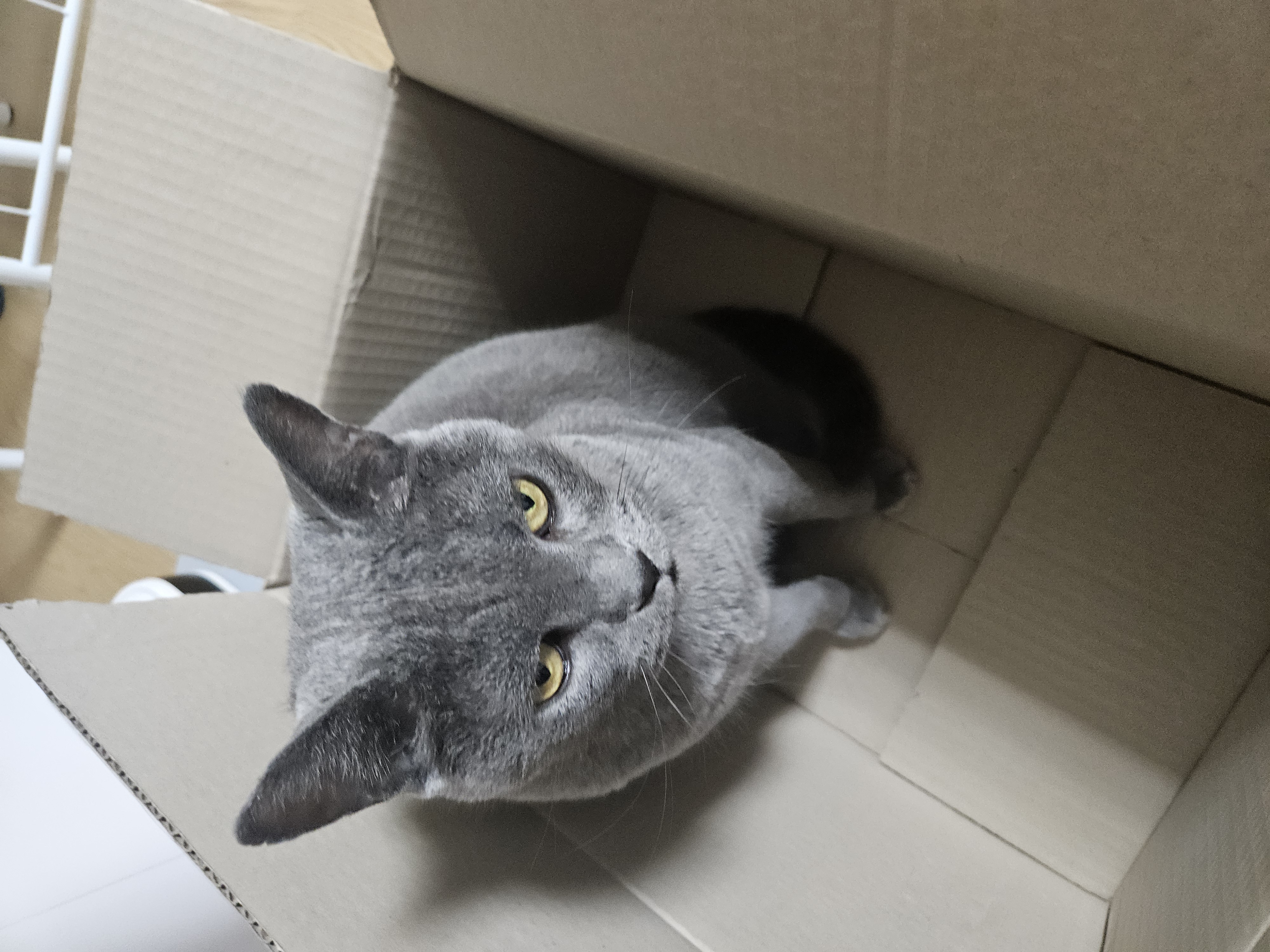 페이(구페퍼) 입양 3개월 후기