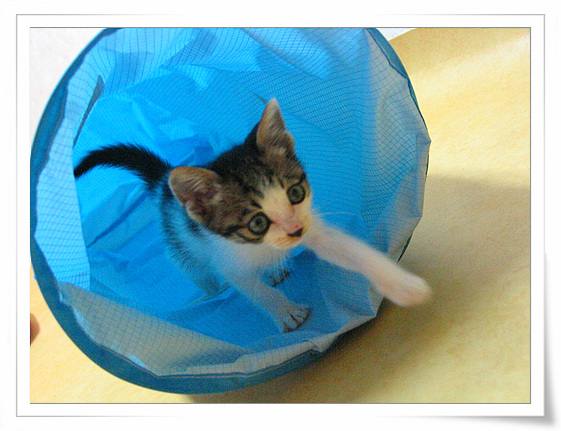 업둥냥이 젤리