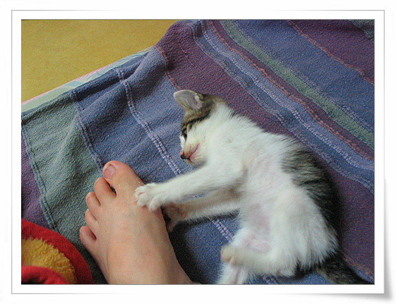 업둥냥이 젤리