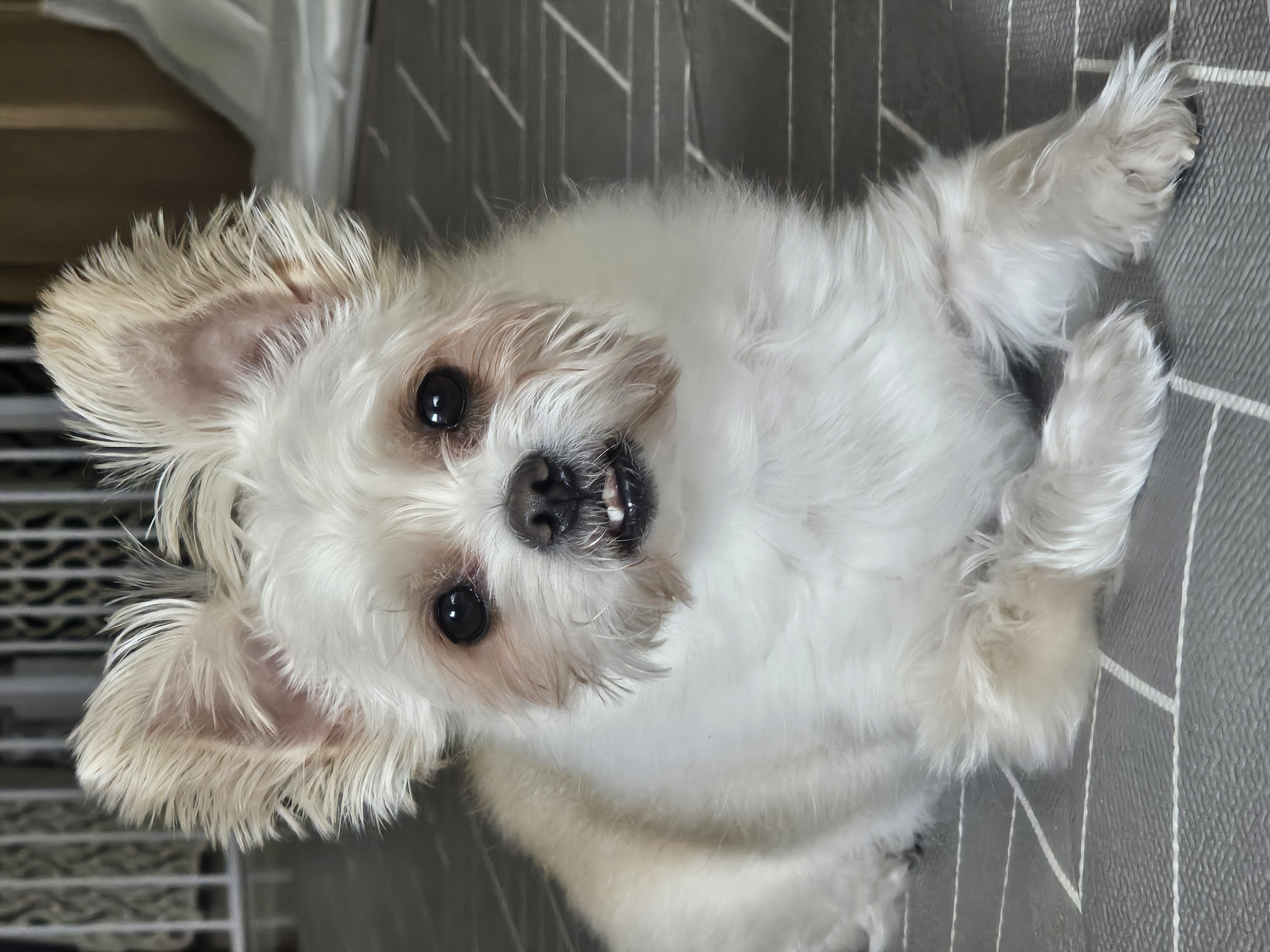 소중한 가족 두식이(구 엘디)3년 후기