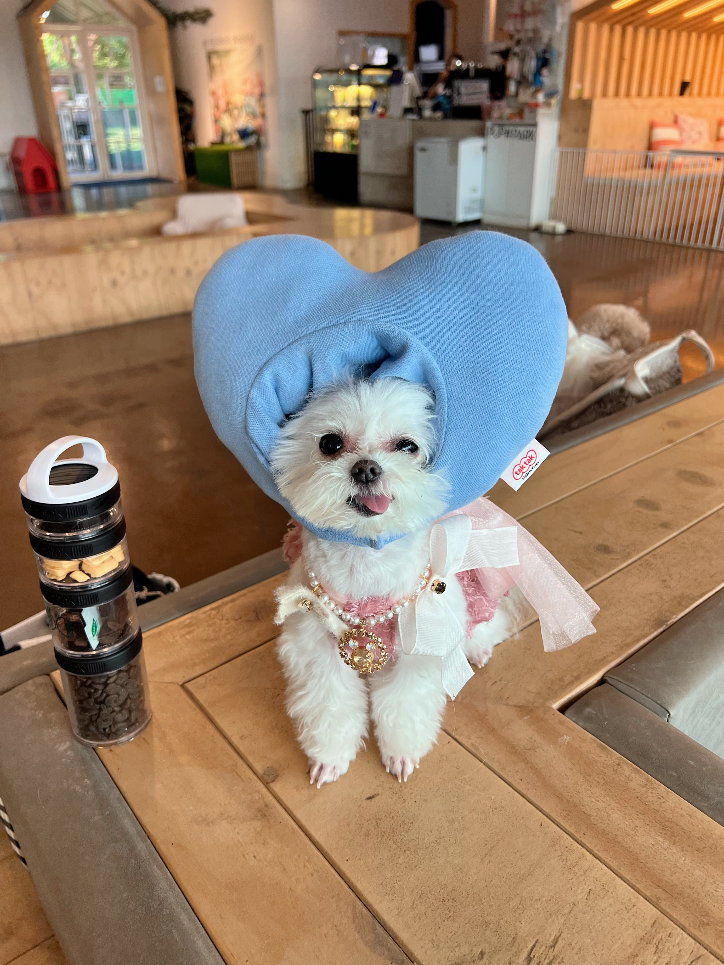 아산 가희->나엘 입양 3주년