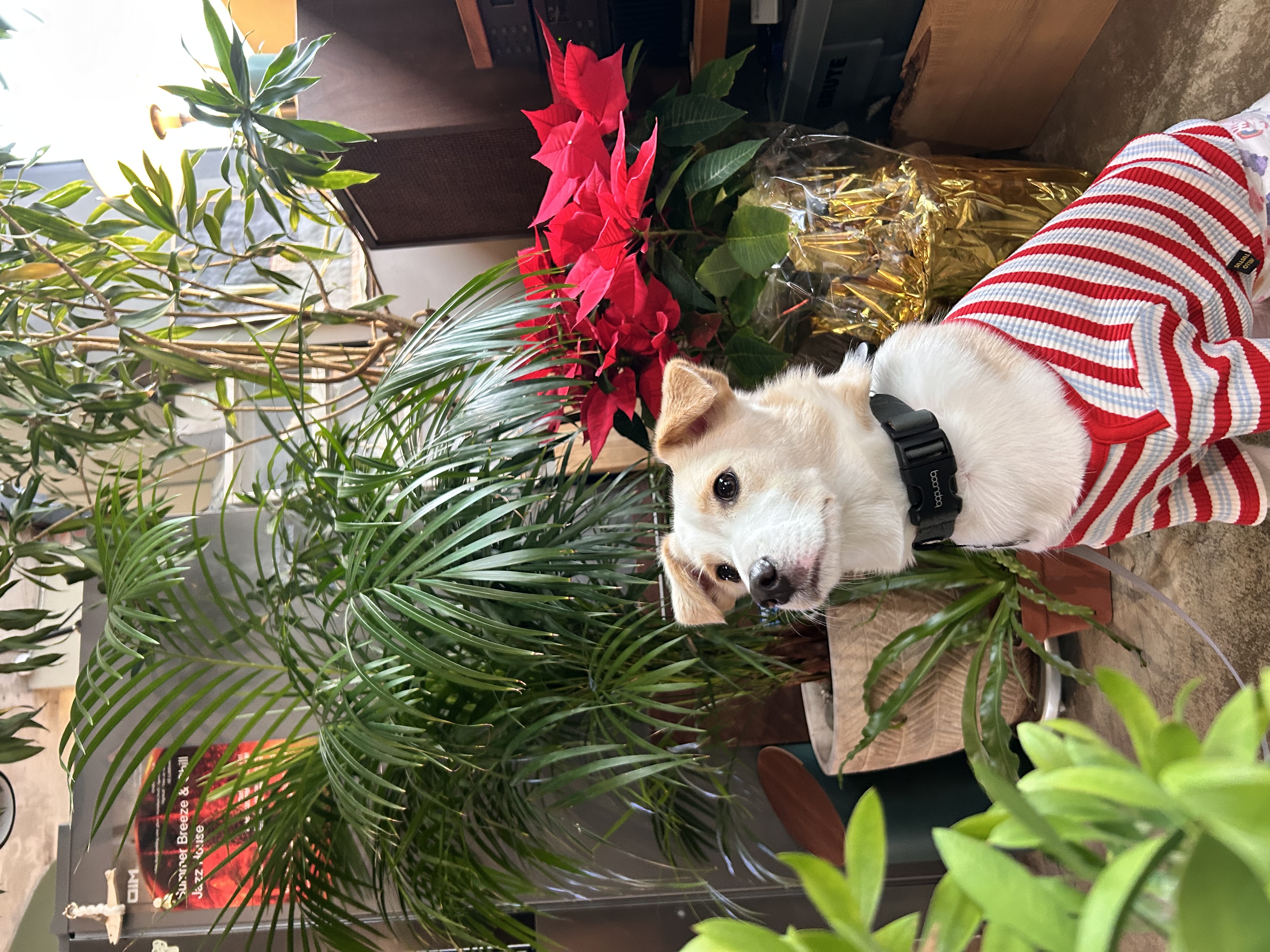 구구(구 건빛) 입양 2년차 후기입니다🧡