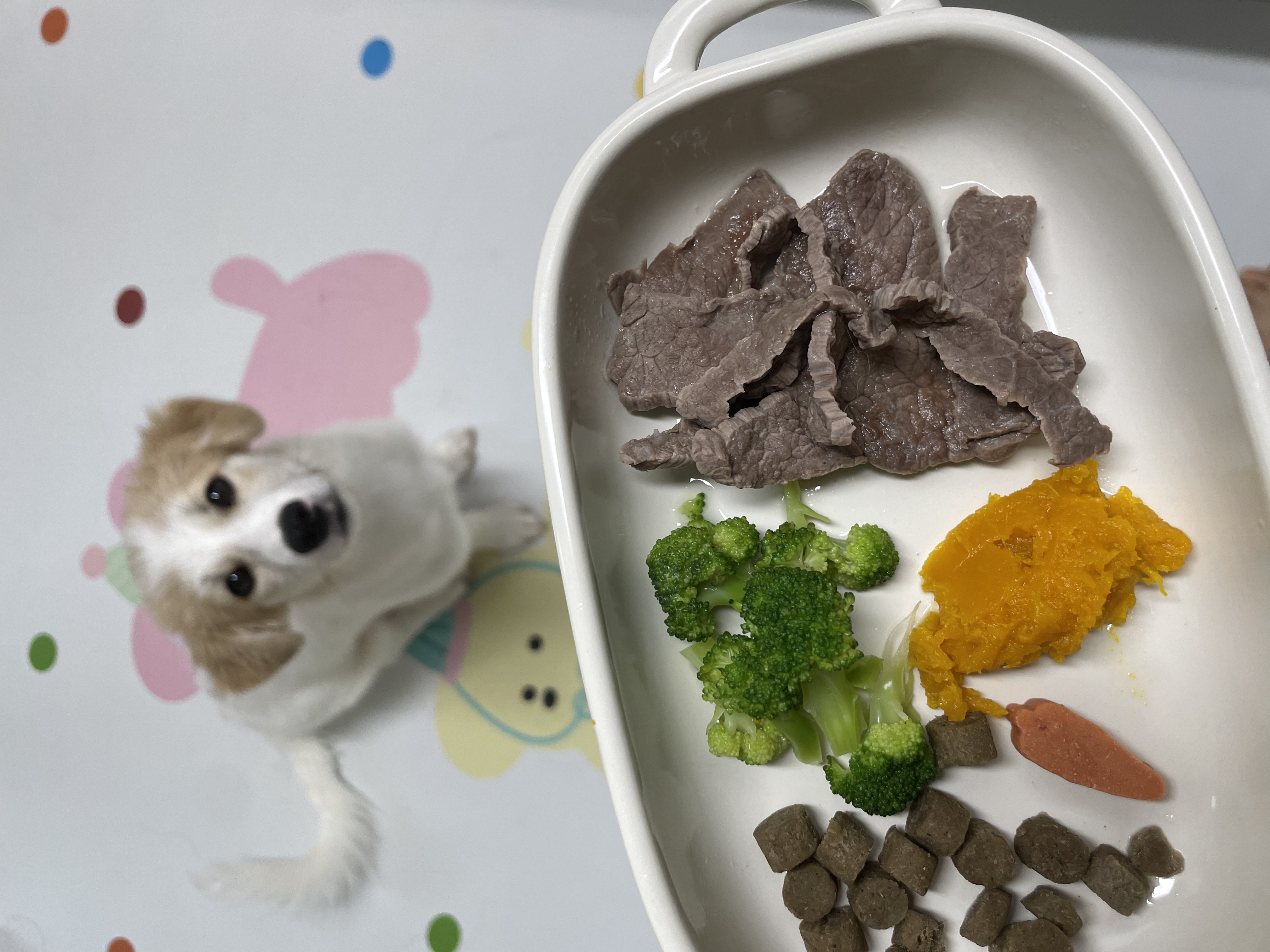 만복(모랑이) 근황입니다!