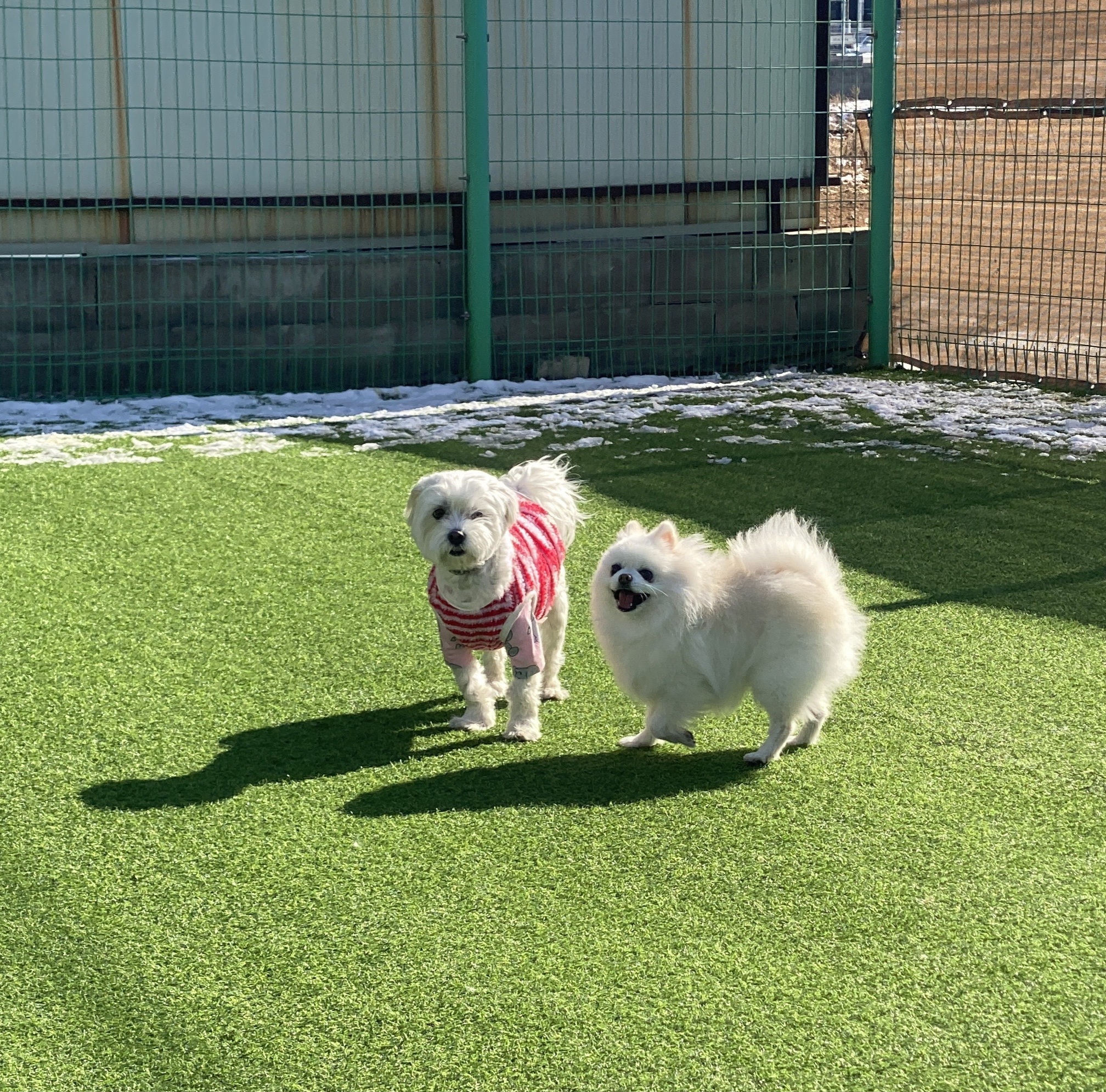 햇밤 - 세상 행복한 강아지