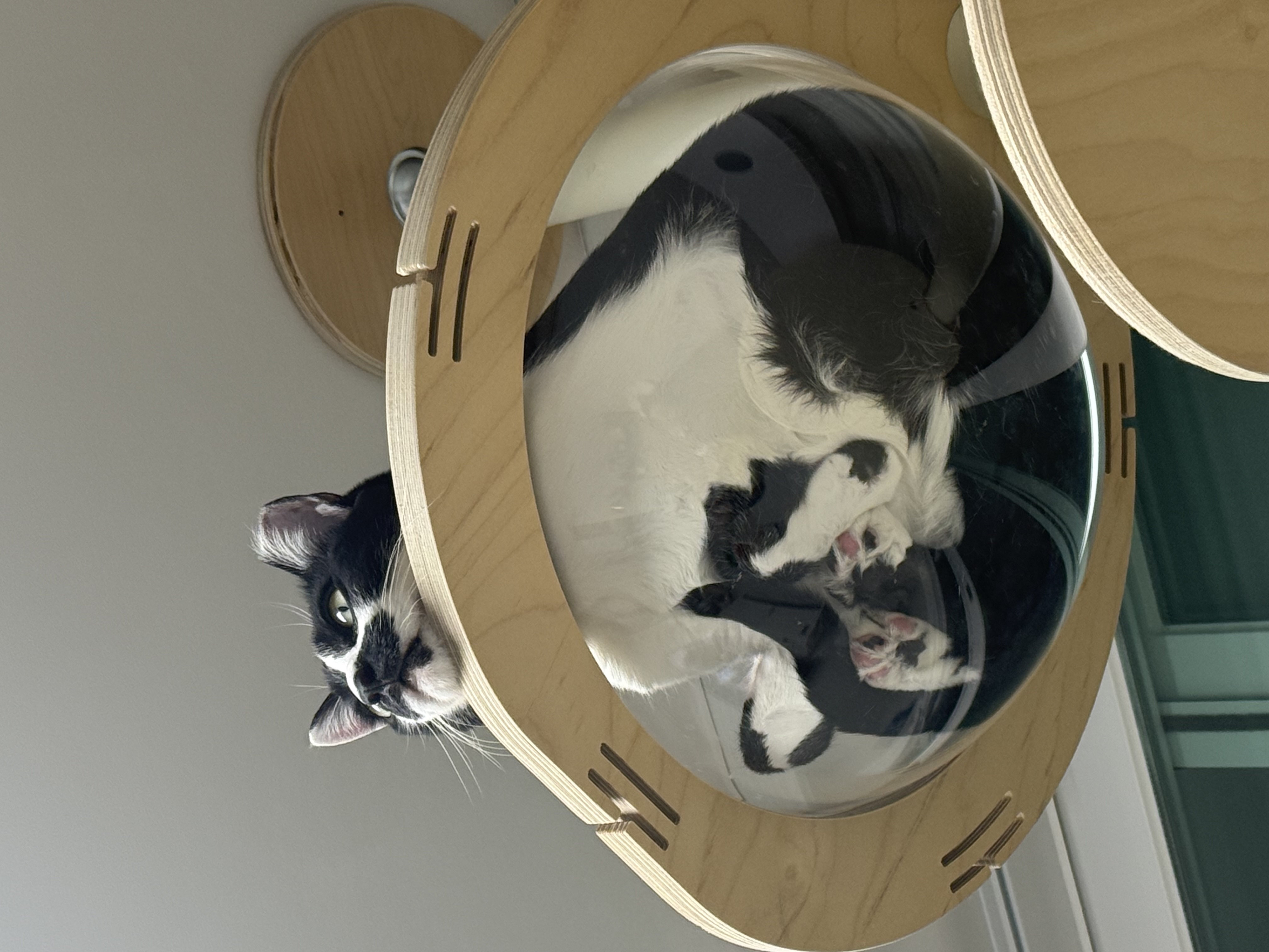 까망이 입양 6개월 후기