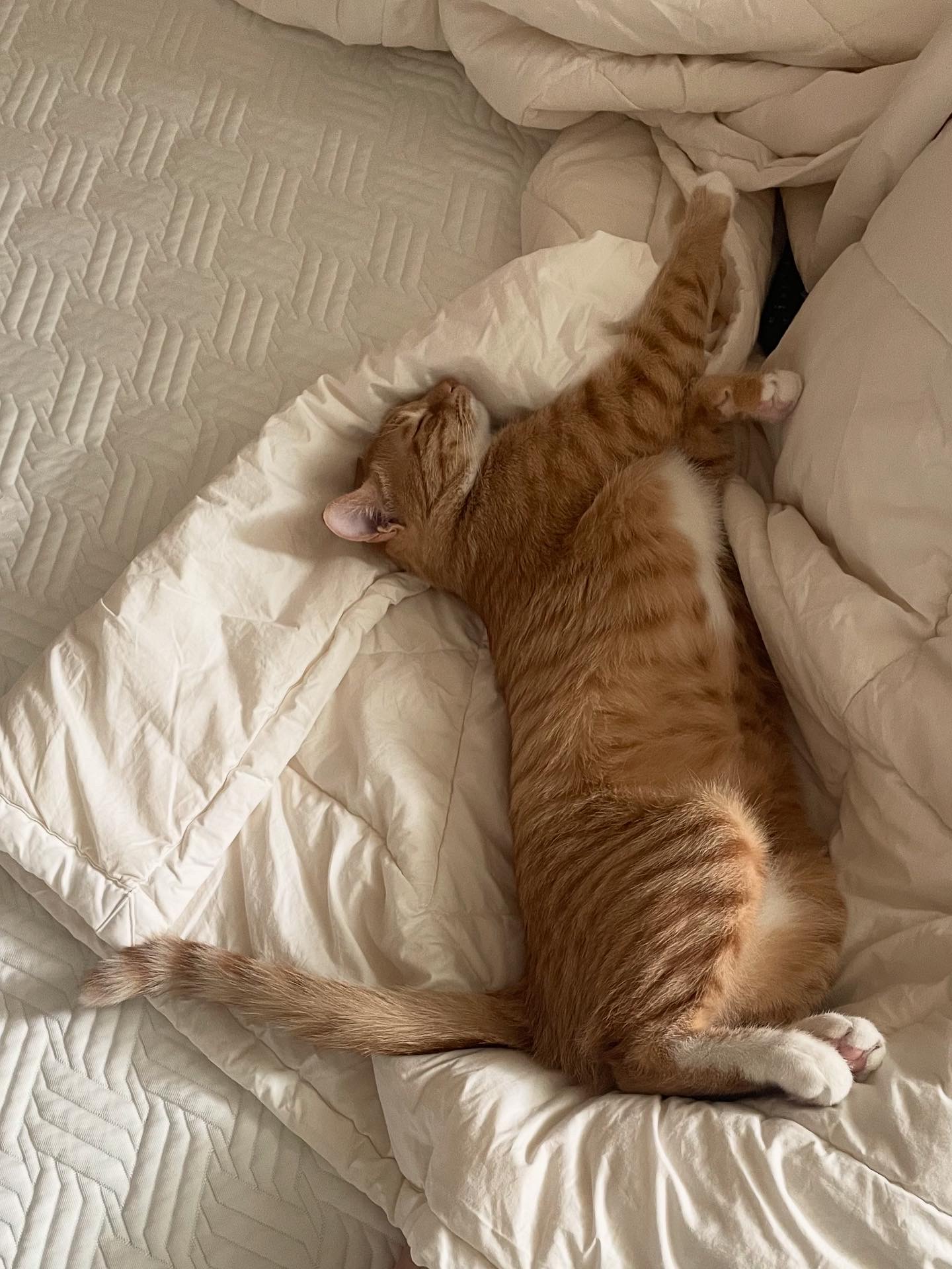 다해(현재 금비) 한달 후기