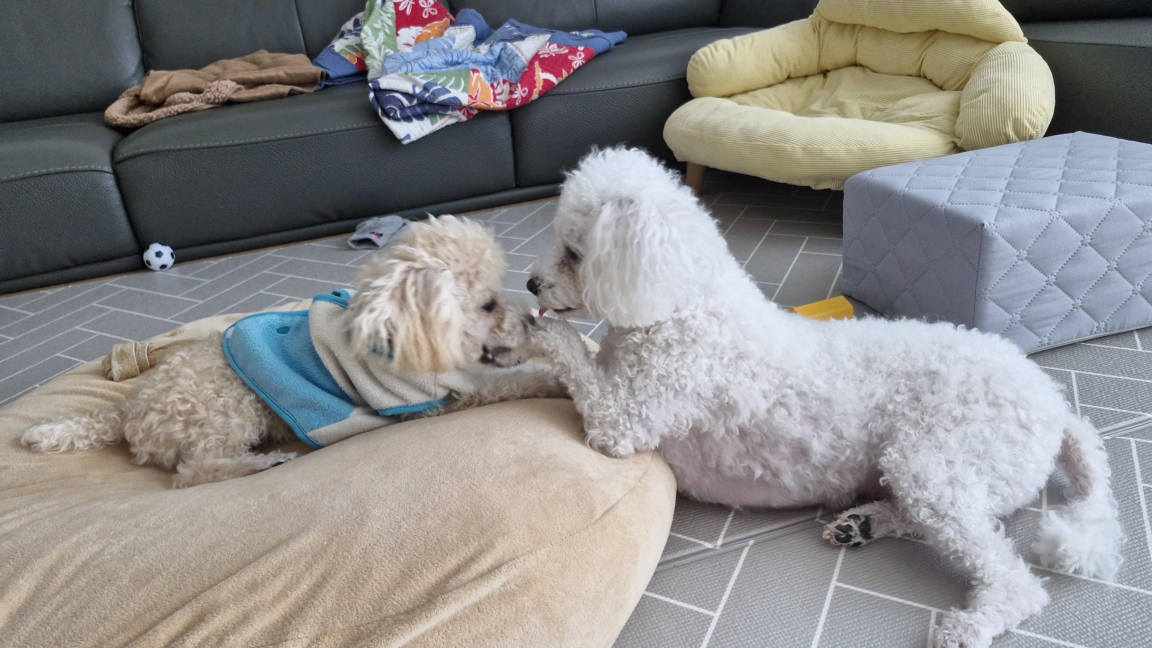 루아(구 양양이)가 가족이 된지 2년 되었어요.