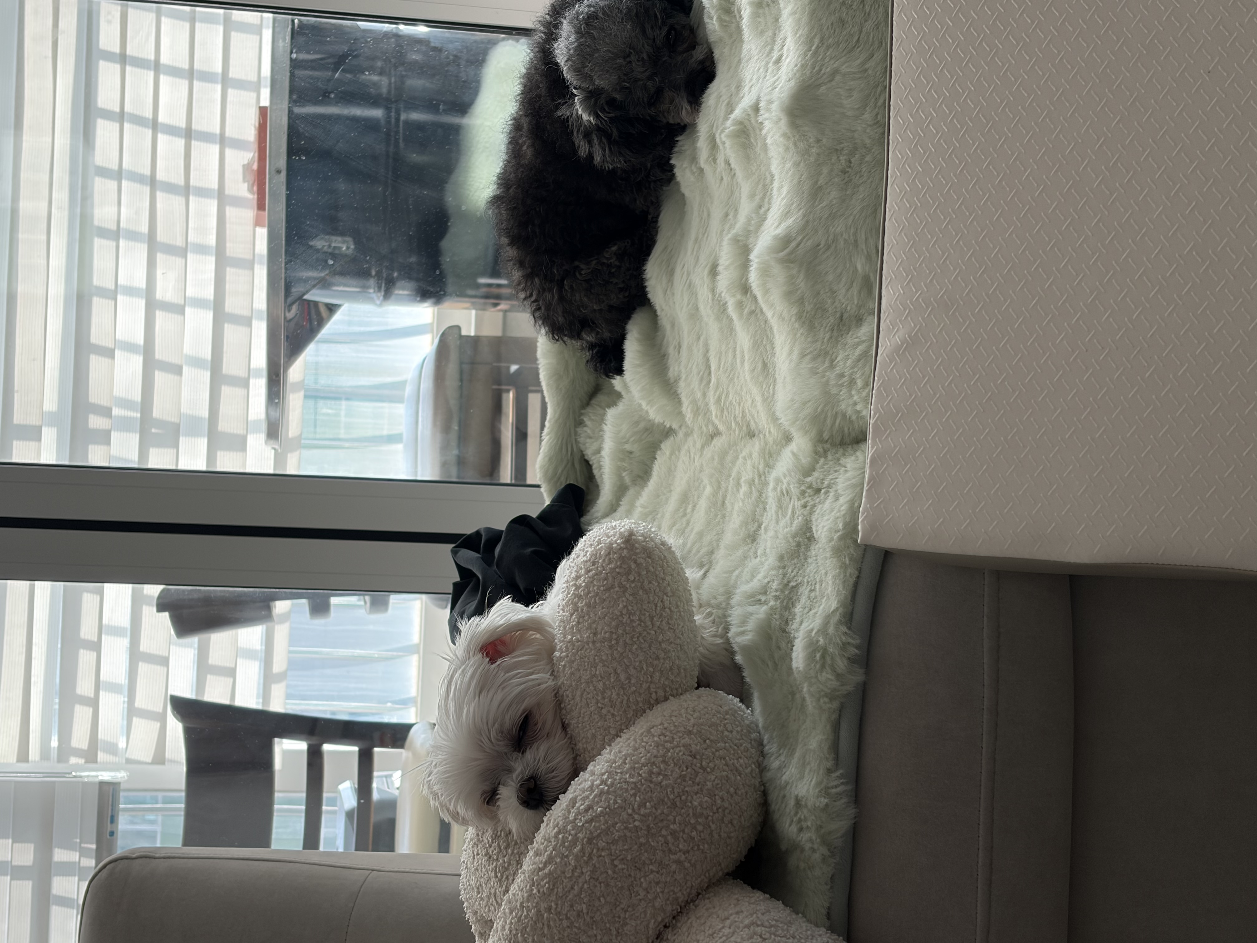 올해가장 잘한일 우리가족 콩자♡